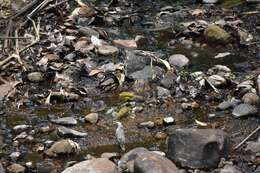 Image of Flame-throated Bulbul