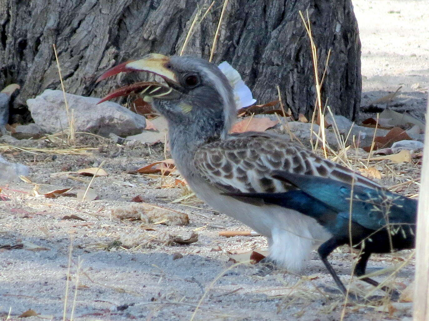 Image of Lophoceros nasutus nasutus (Linnaeus 1766)