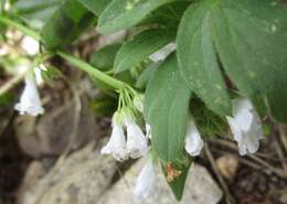 صورة Mertensia brevistyla S. Wats.