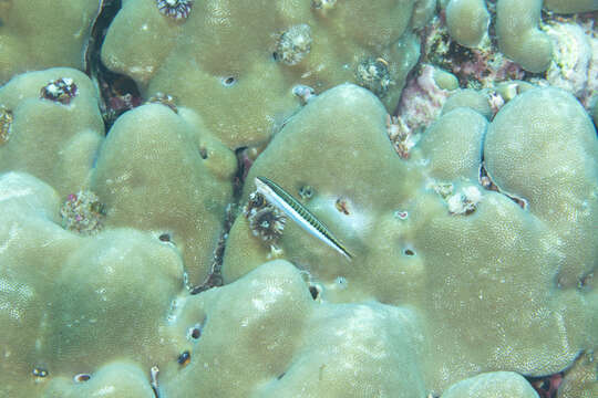 Image of Hit and Run Blenny