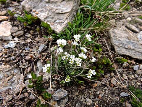 Image of Androsace adfinis subsp. puberula (Jordan & Fourr.) Kress