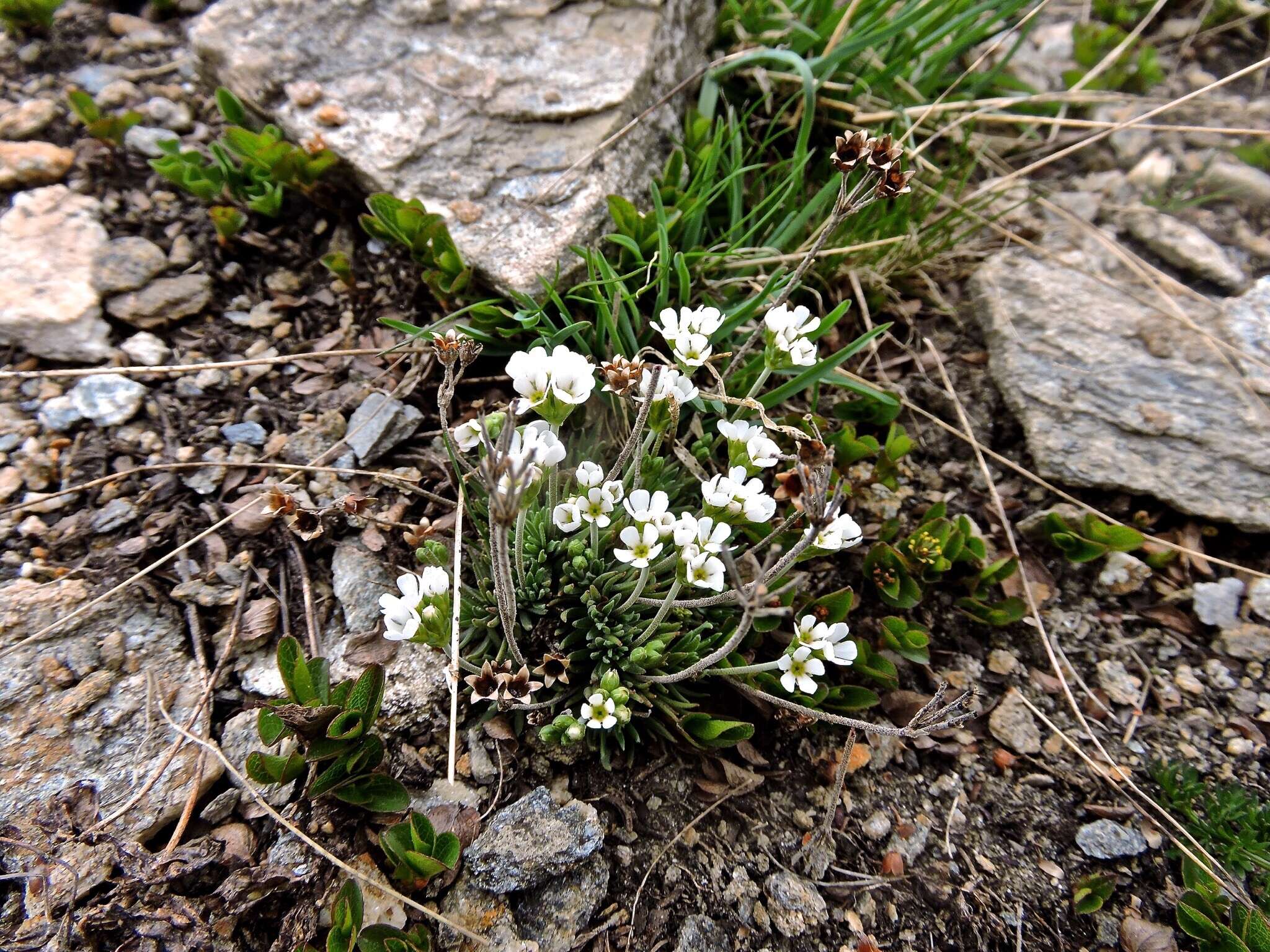 Image of Androsace adfinis subsp. puberula (Jordan & Fourr.) Kress