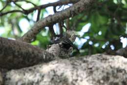 Image of Black-billed Barbet