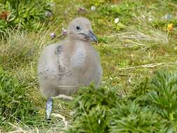 Stercorarius antarcticus lonnbergi (Mathews 1912) resmi