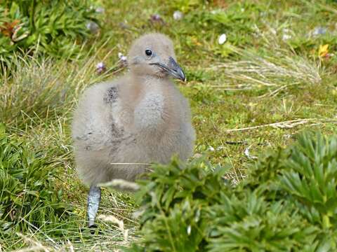 Stercorarius antarcticus lonnbergi (Mathews 1912) resmi