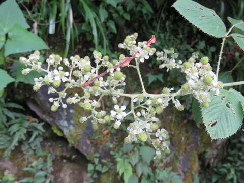 Image of Rubus boliviensis Focke