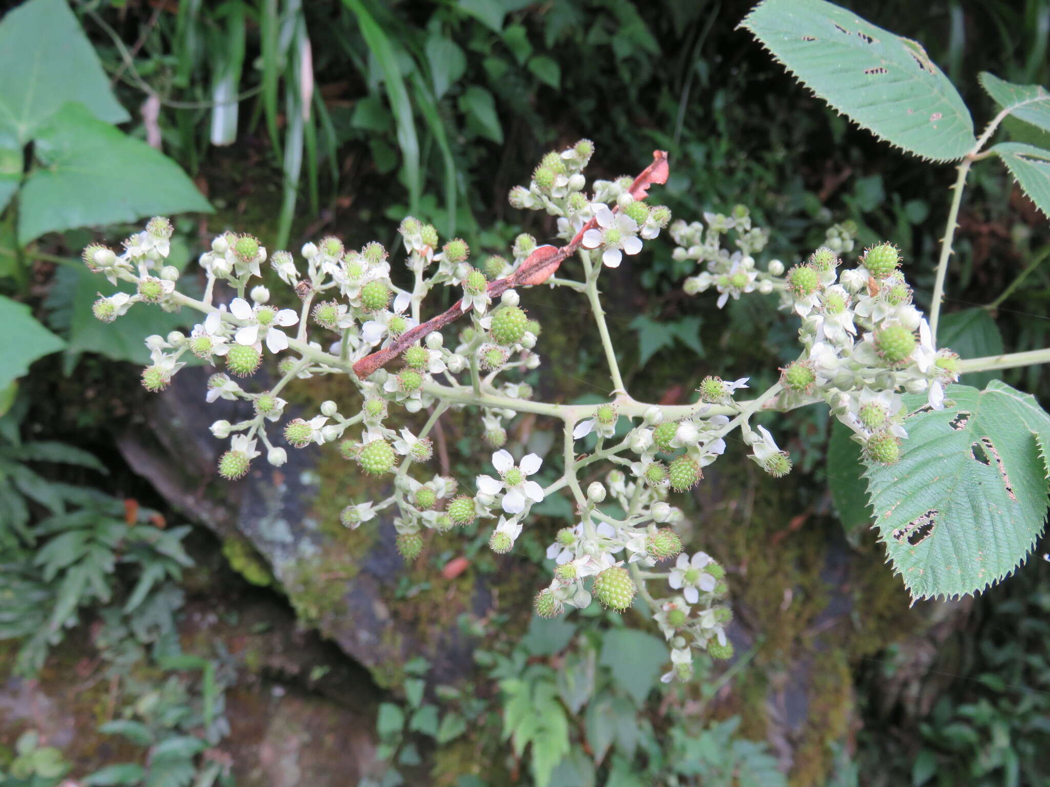 Imagem de Rubus boliviensis Focke