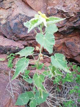 Imagem de Abutilon parishii S. Wats.