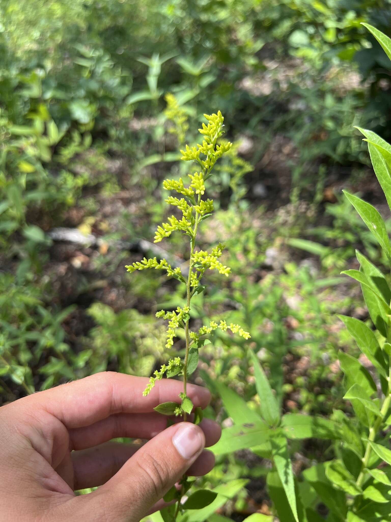 Image of western rough goldenrod