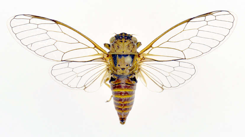 Cicadettana resmi