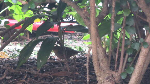 Image of Lanceolated Warbler