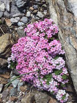 Image of Androsace alpina (L.) Lam.