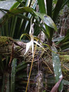 Image of Jumellea stenophylla (Frapp. ex Cordem.) Schltr.