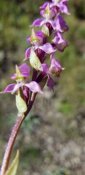 Image of Disperis tysonii Bolus