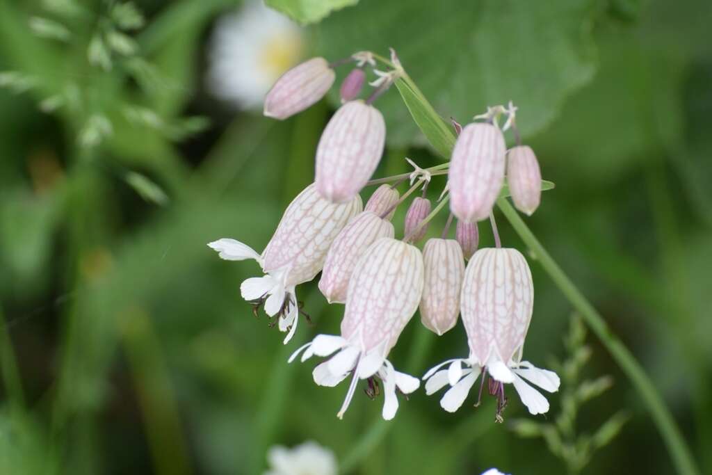 Image of Bladder Campion