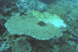 Image of Table coral