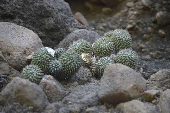 Image of Mammillaria sartorii J. A. Purpus