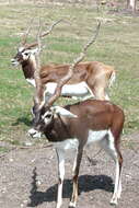 Image of Blackbuck