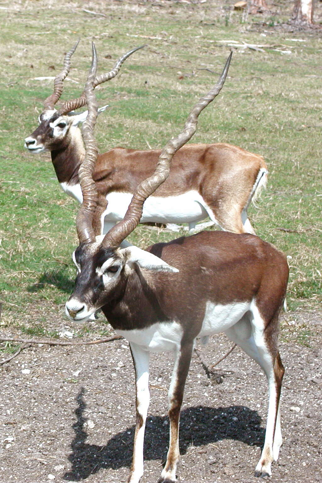 Image of Blackbuck