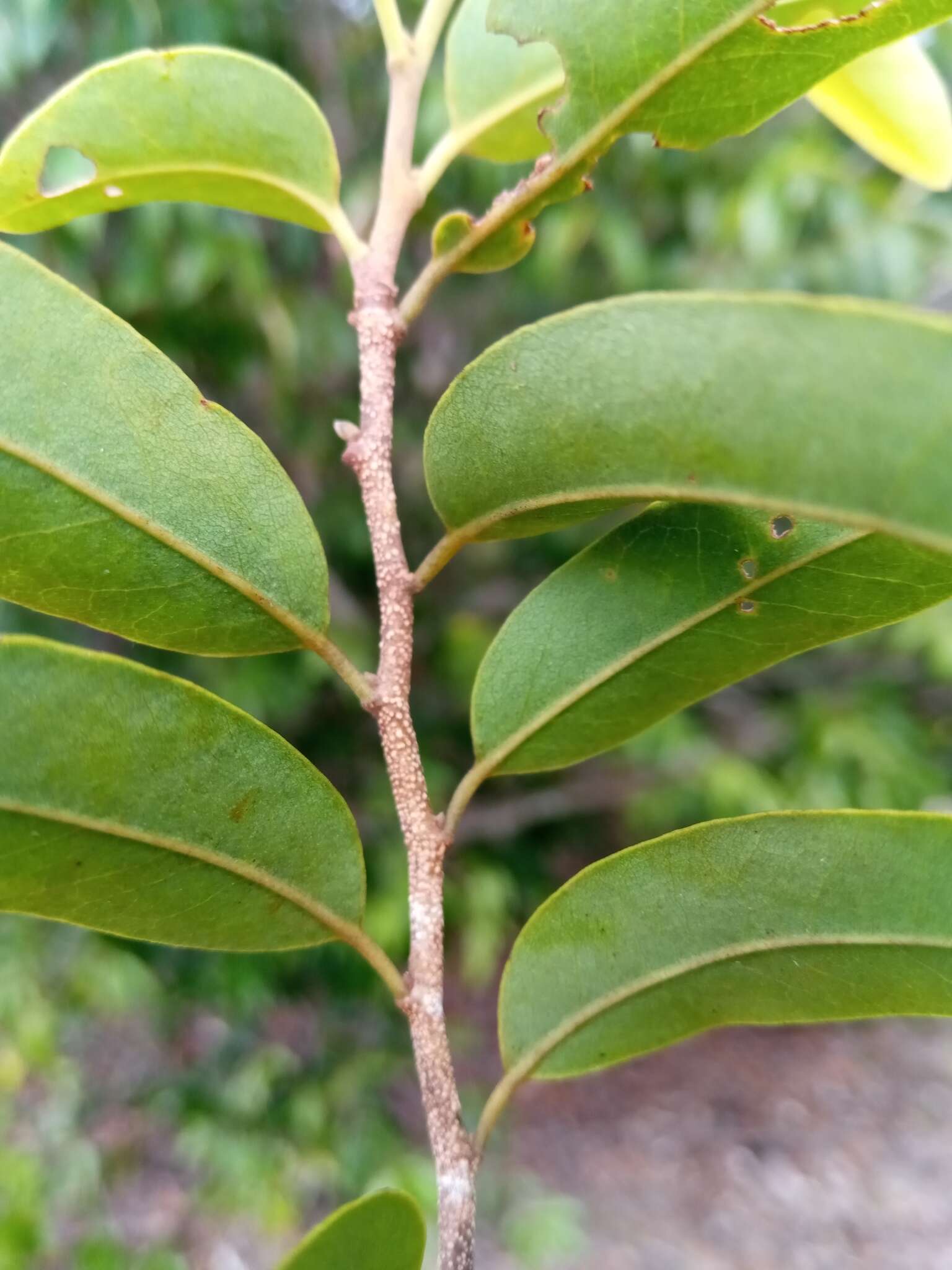 Xylopia sericolampra Diels的圖片