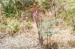 Plancia ëd Dipodium roseum D. L. Jones & M. A. Clem.