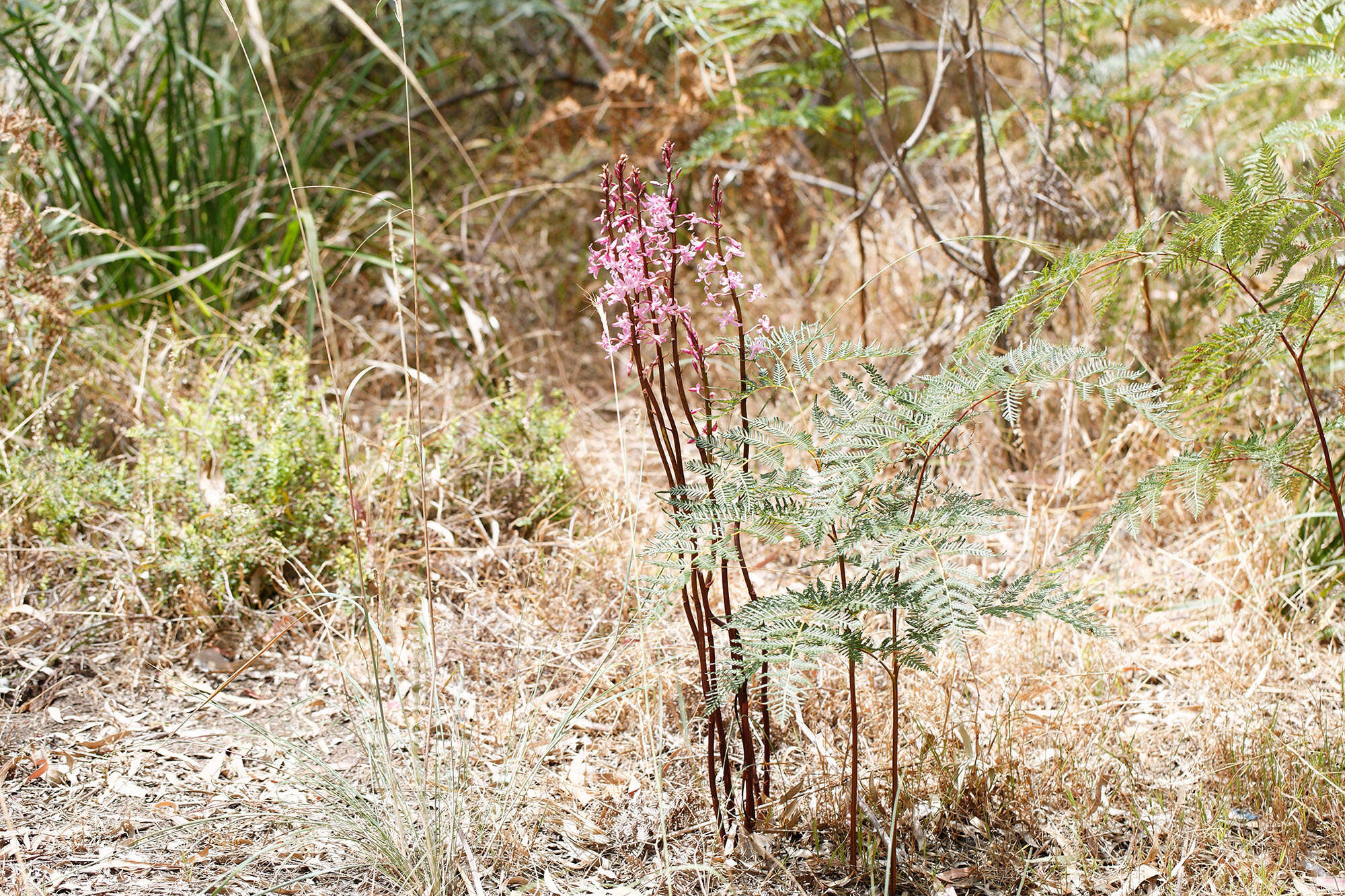 Imagem de Dipodium roseum D. L. Jones & M. A. Clem.