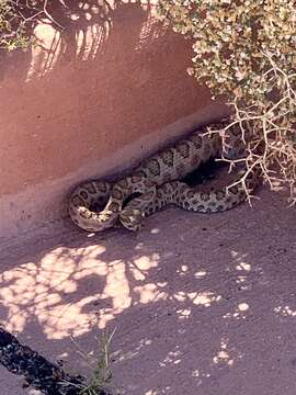 Image of Crotalus oreganus concolor Woodbury 1929