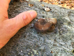 Image de Lentinus brumalis (Pers.) Zmitr. 2010