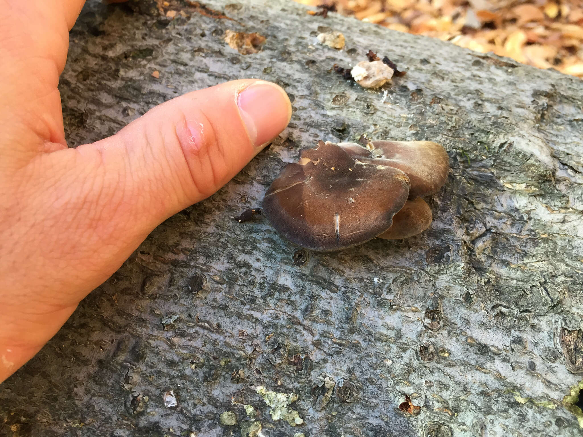 Image de Lentinus brumalis (Pers.) Zmitr. 2010