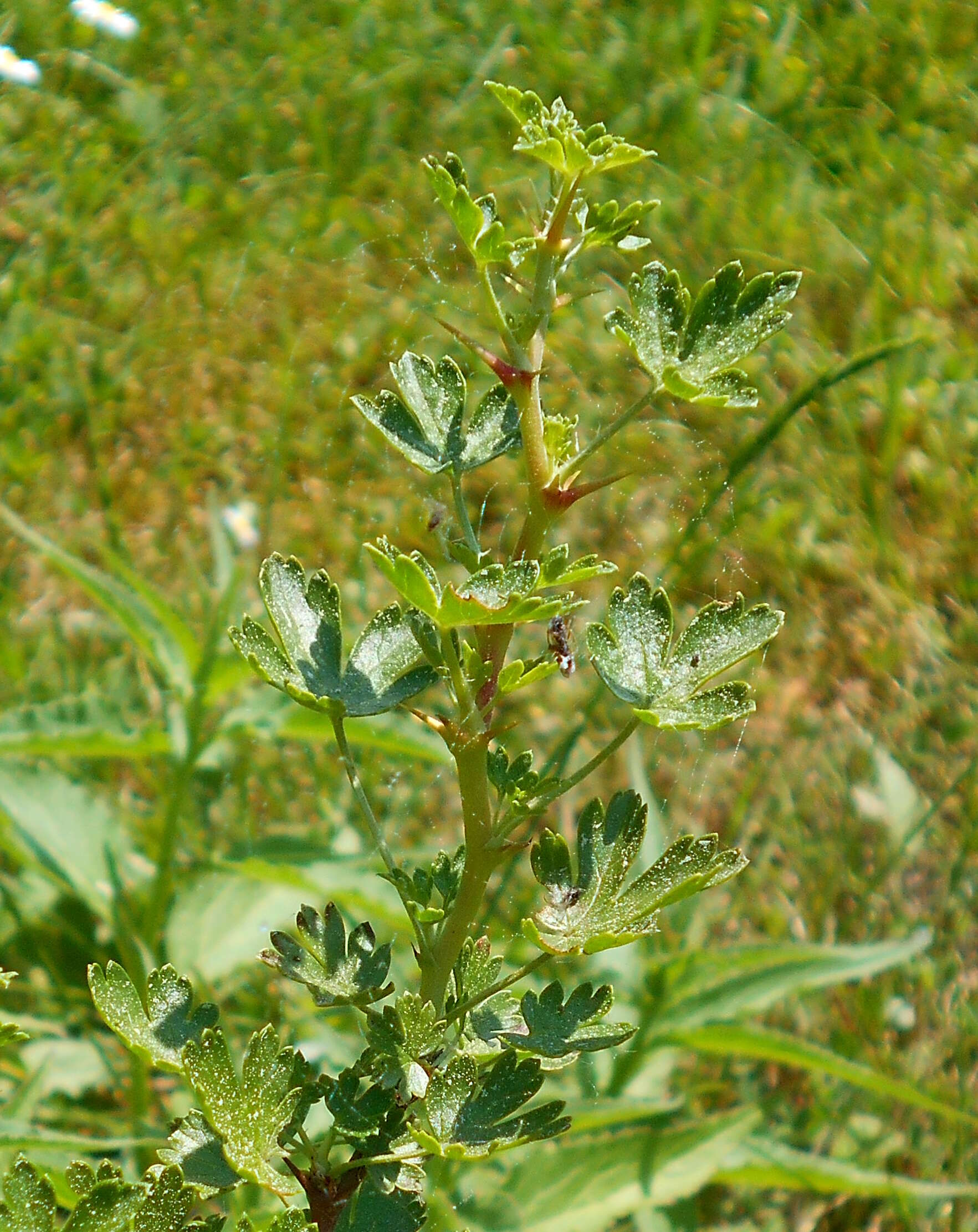 Image of trumpet gooseberry