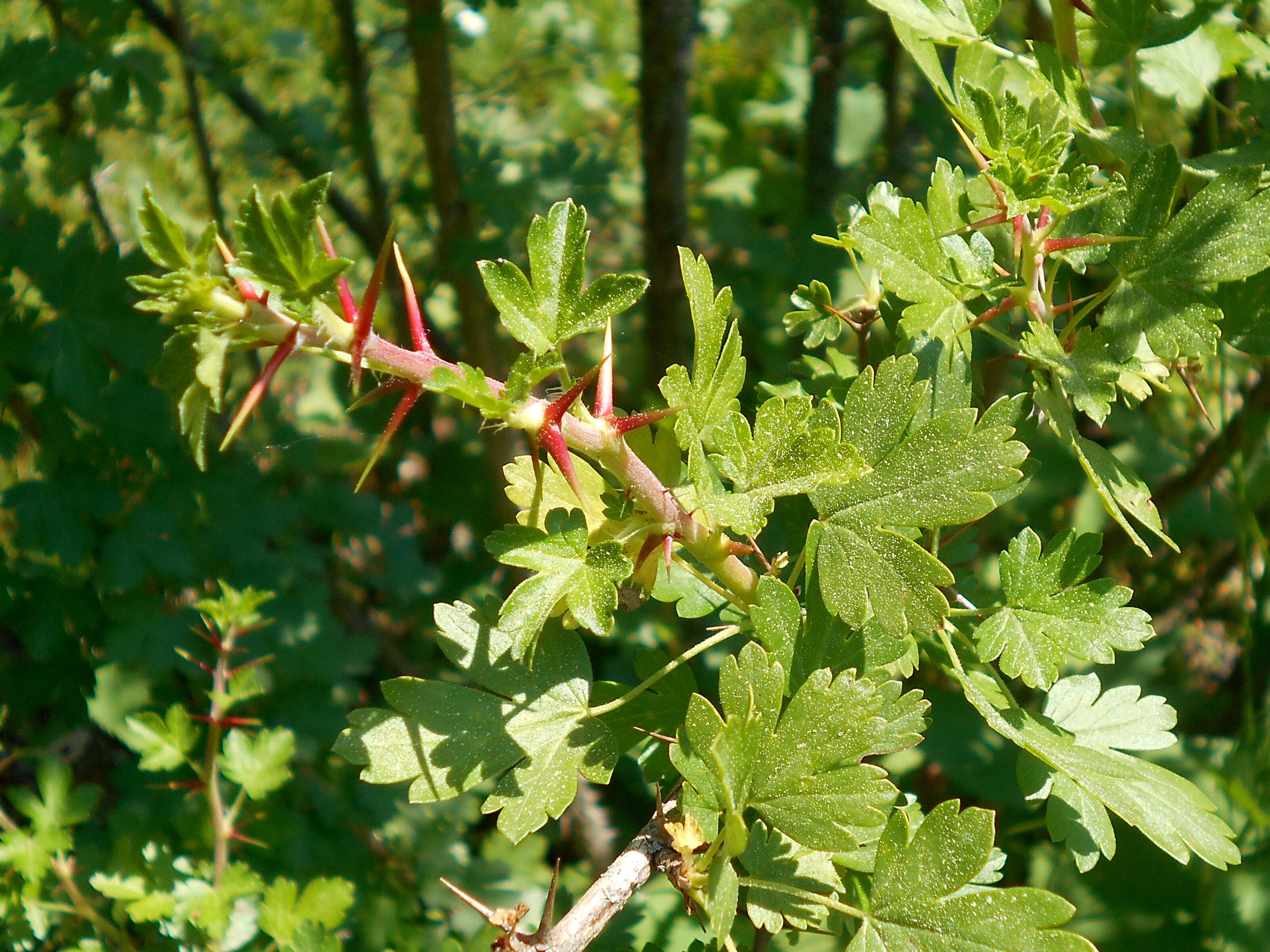 Image of trumpet gooseberry