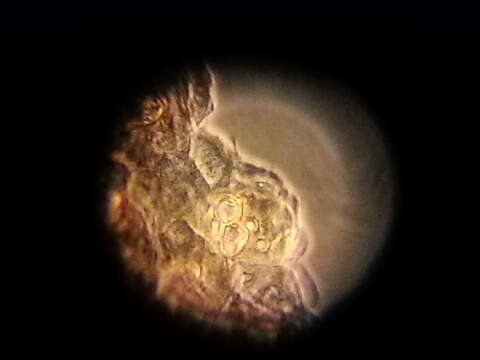 Image of unclassified Rhizophydiales