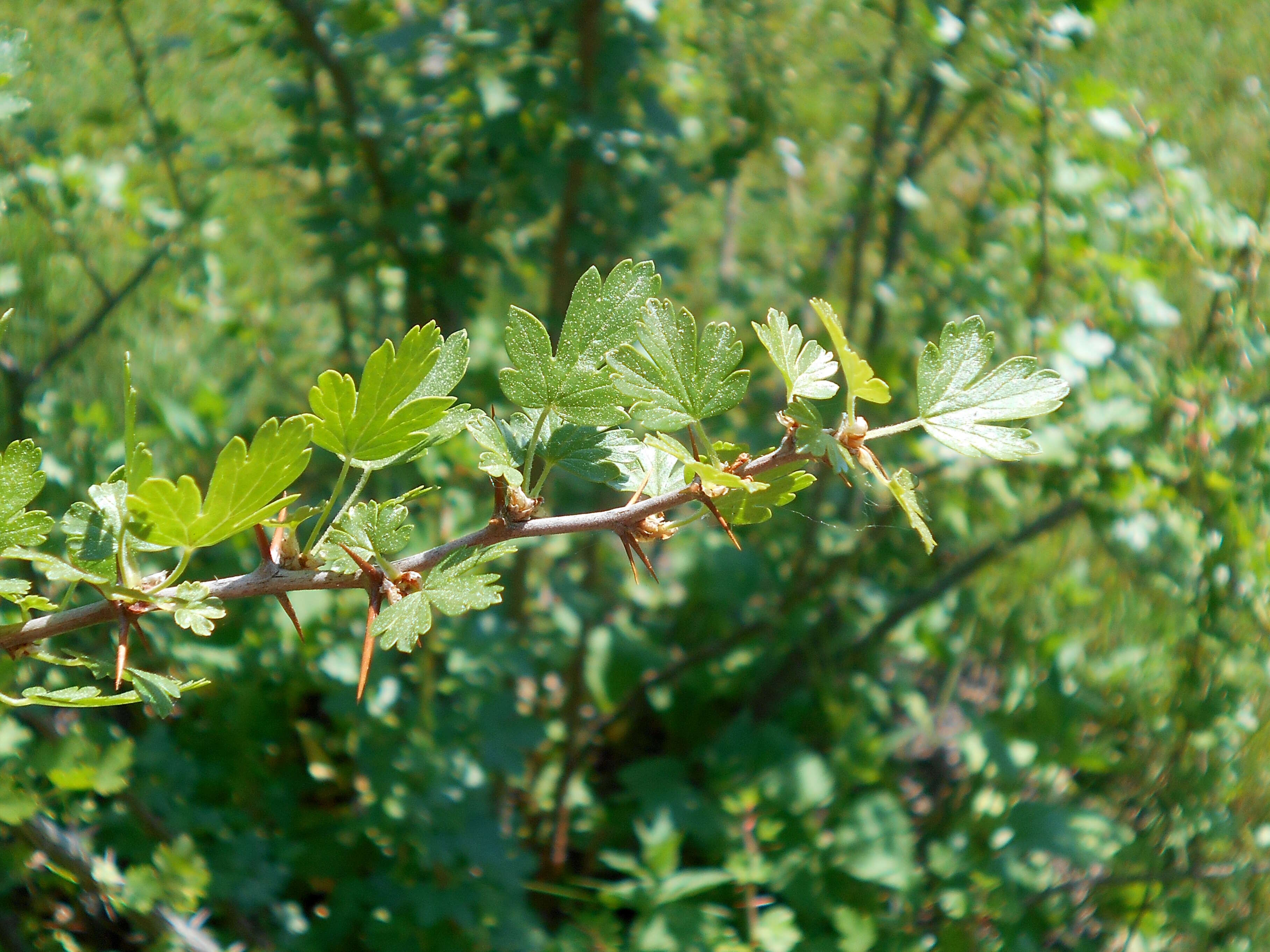 Image of trumpet gooseberry