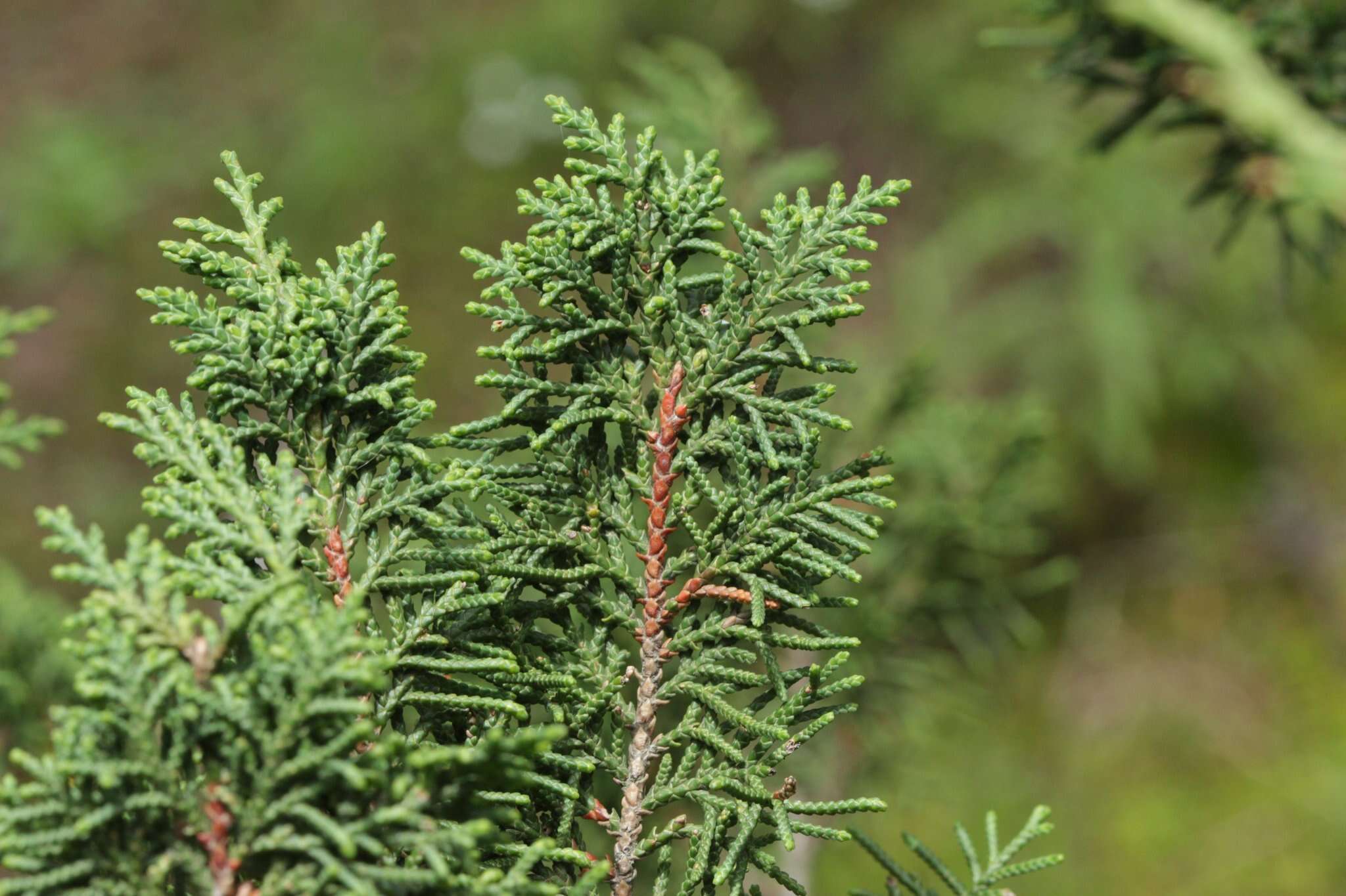 Слика од Juniperus monticola Martínez