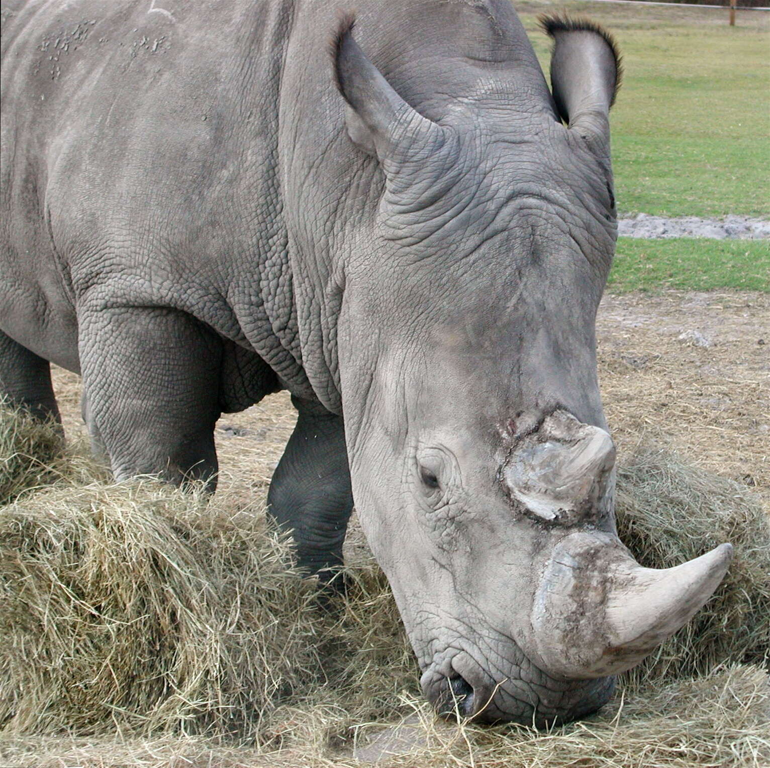 Image of Grass Rhinoceros