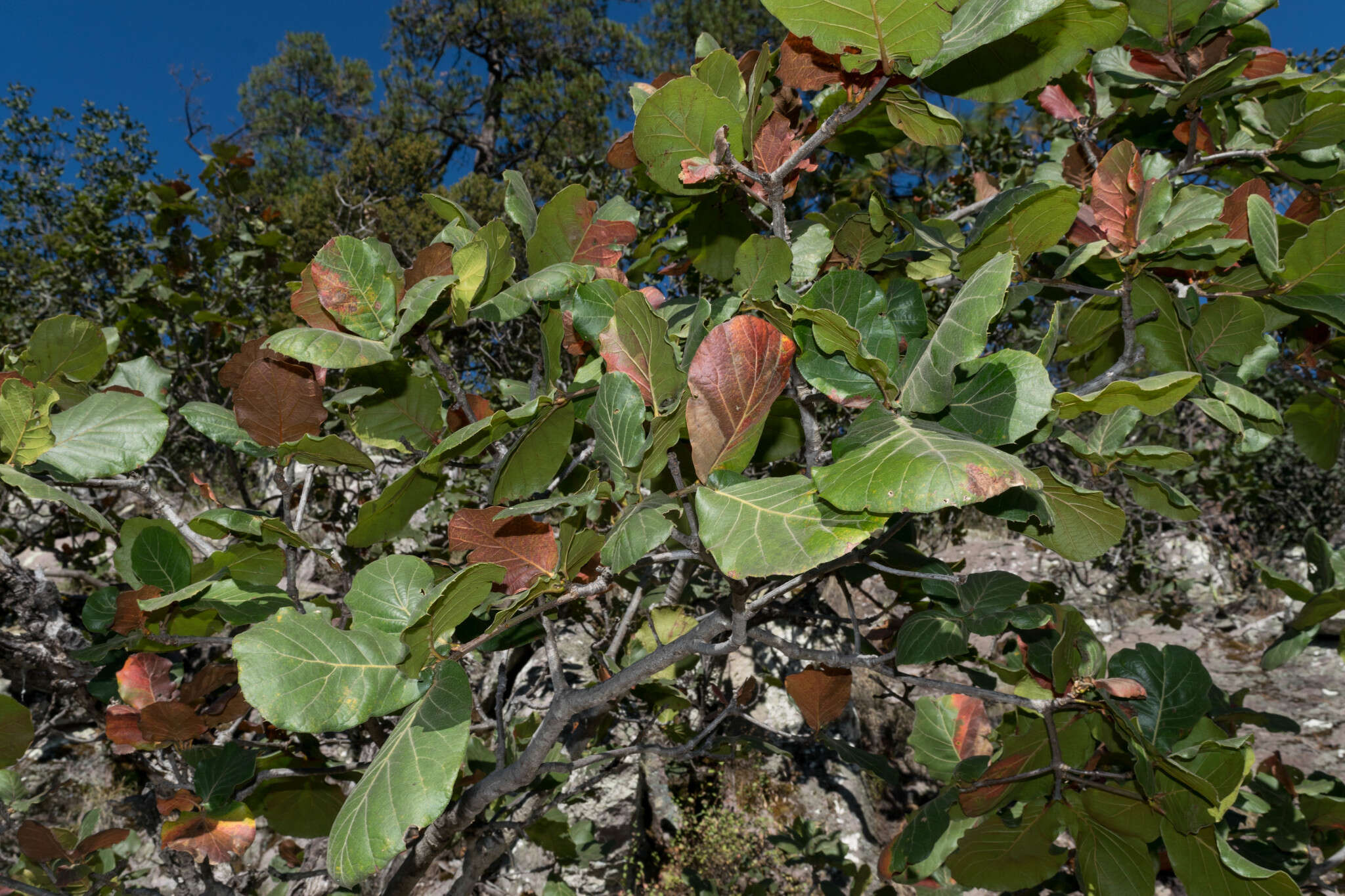 Imagem de Quercus radiata Trel.