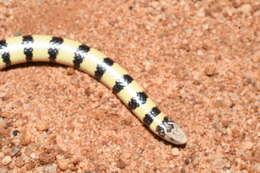 Image of Coastal Burrowing Snake