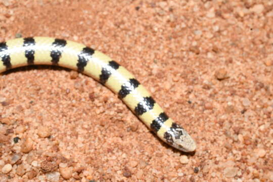 Image of Coastal Burrowing Snake