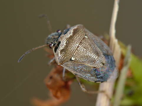 صورة Eysarcoris ventralis (Westwood 1837)