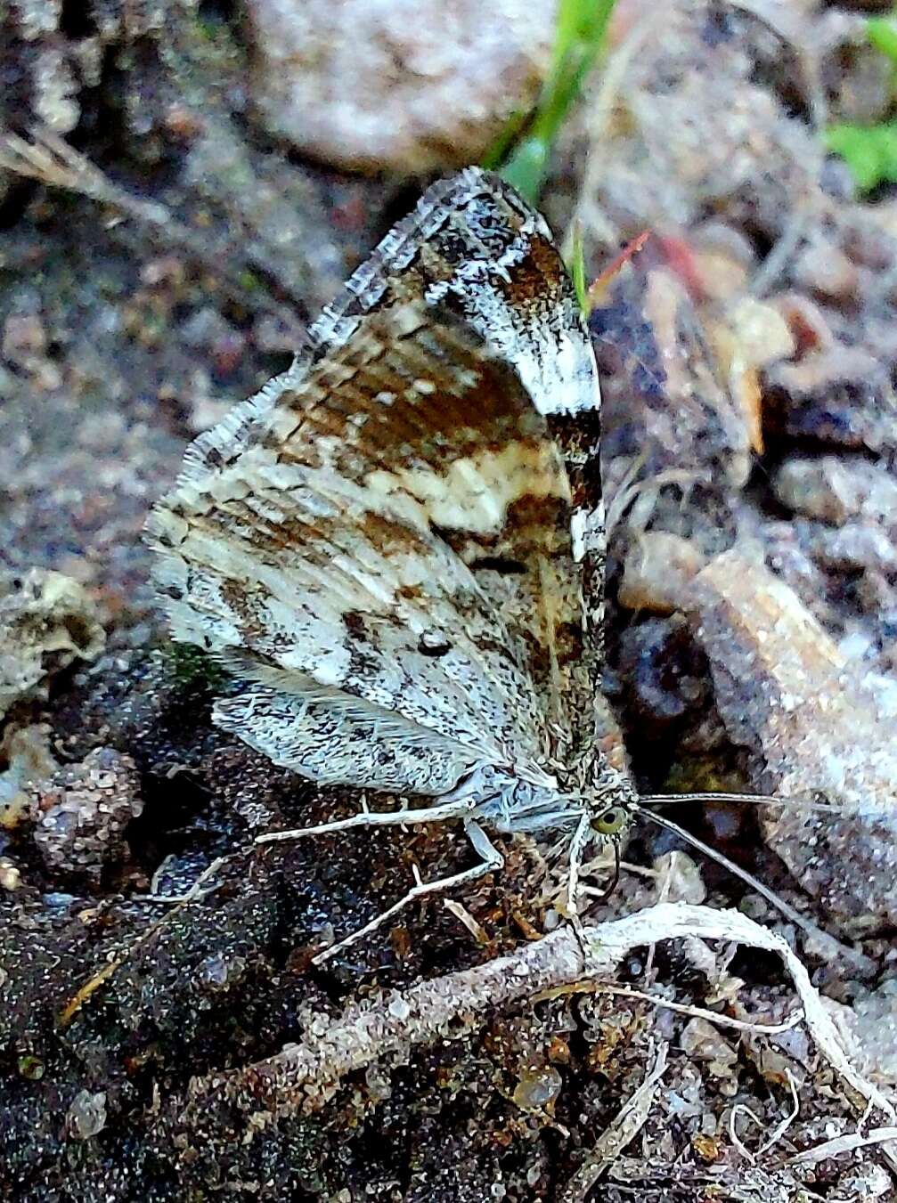 Слика од Epirrhoe tartuensis Möls 1965