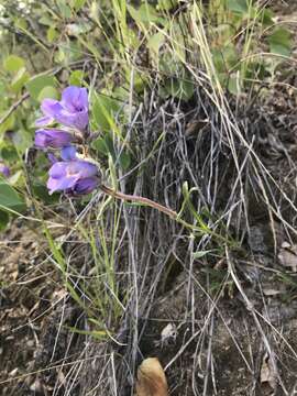 Plancia ëd Penstemon gormanii Greene