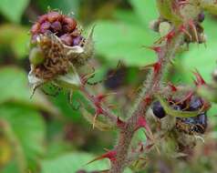 Image of <i>Rubus obesifolius</i>