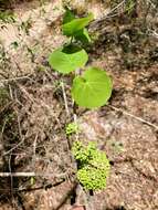 Imagem de Schizenterospermum rotundifolium Homolle ex Arènes