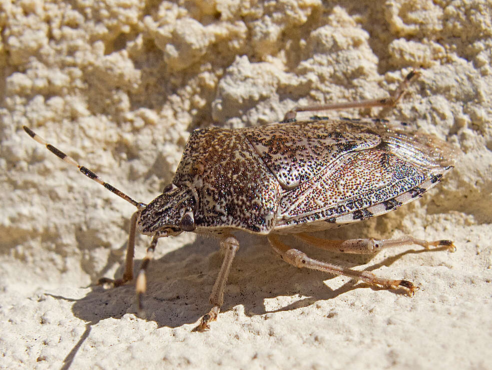 Image of Rhaphigaster nebulosa (Poda 1761)