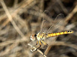 Imagem de Selysiothemis Ris 1897