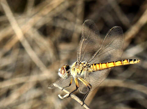 Selysiothemis Ris 1897 resmi