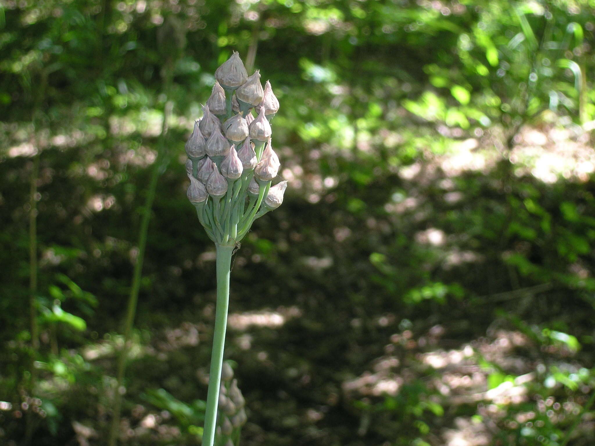 Image of Allium siculum subsp. dioscoridis (Sm.) K. Richt.