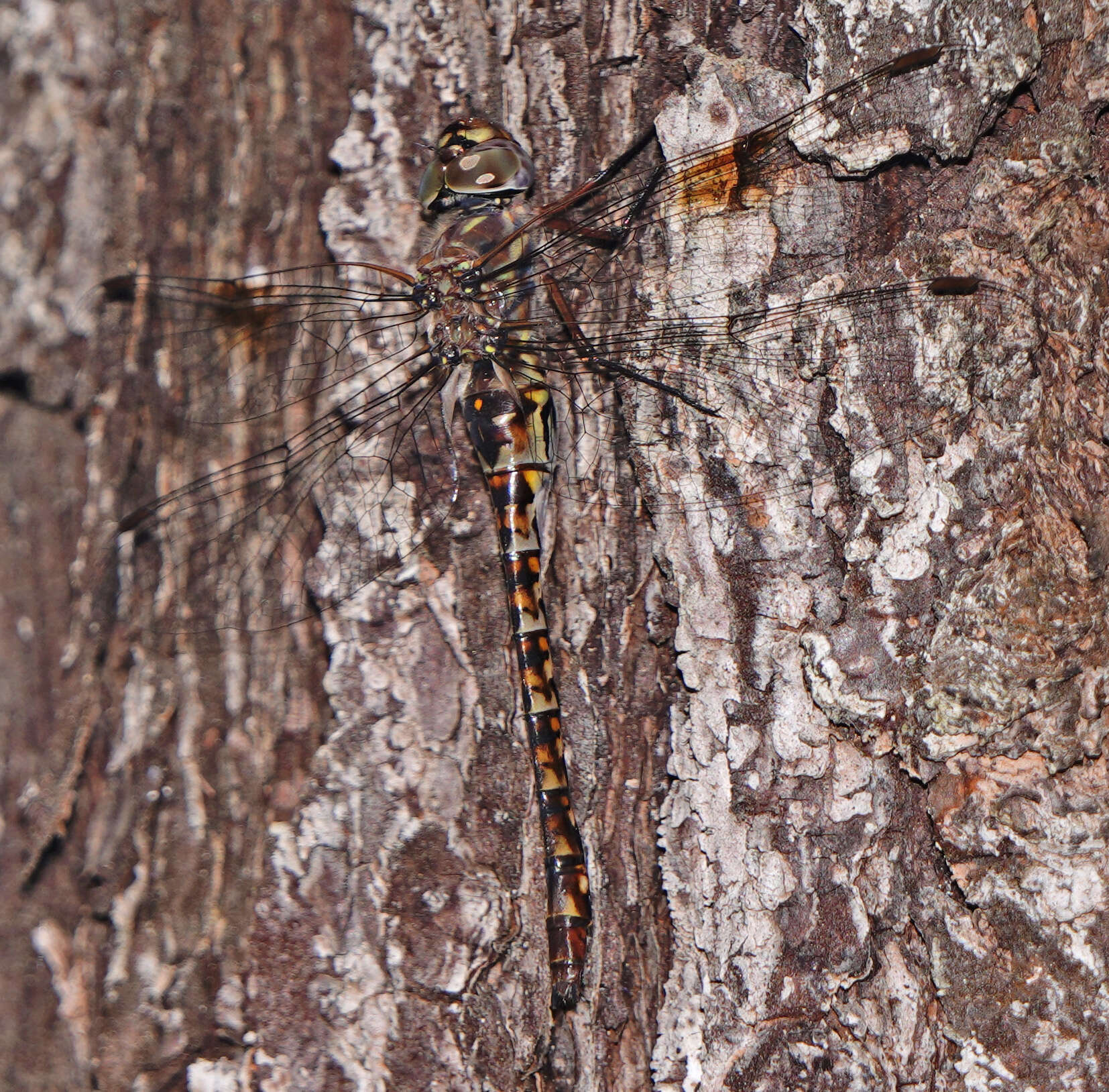 Image of Taper-tailed Darner