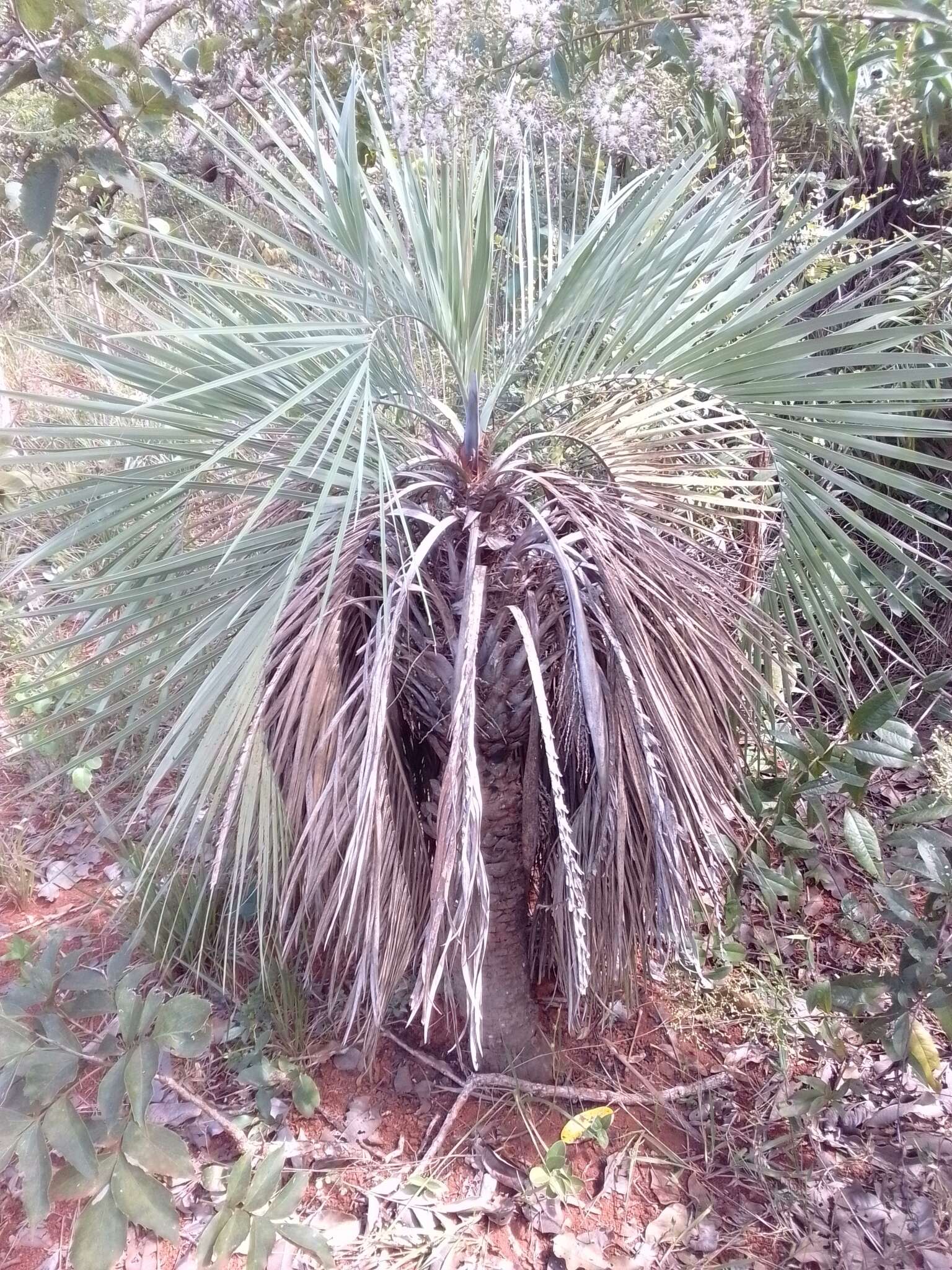 Image of Butia archeri (Glassman) Glassman