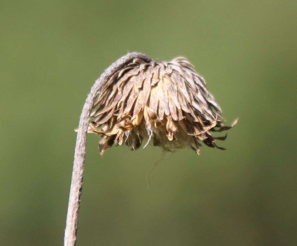 Imagem de Carduus defloratus subsp. glaucus (Baumg.) Nym.